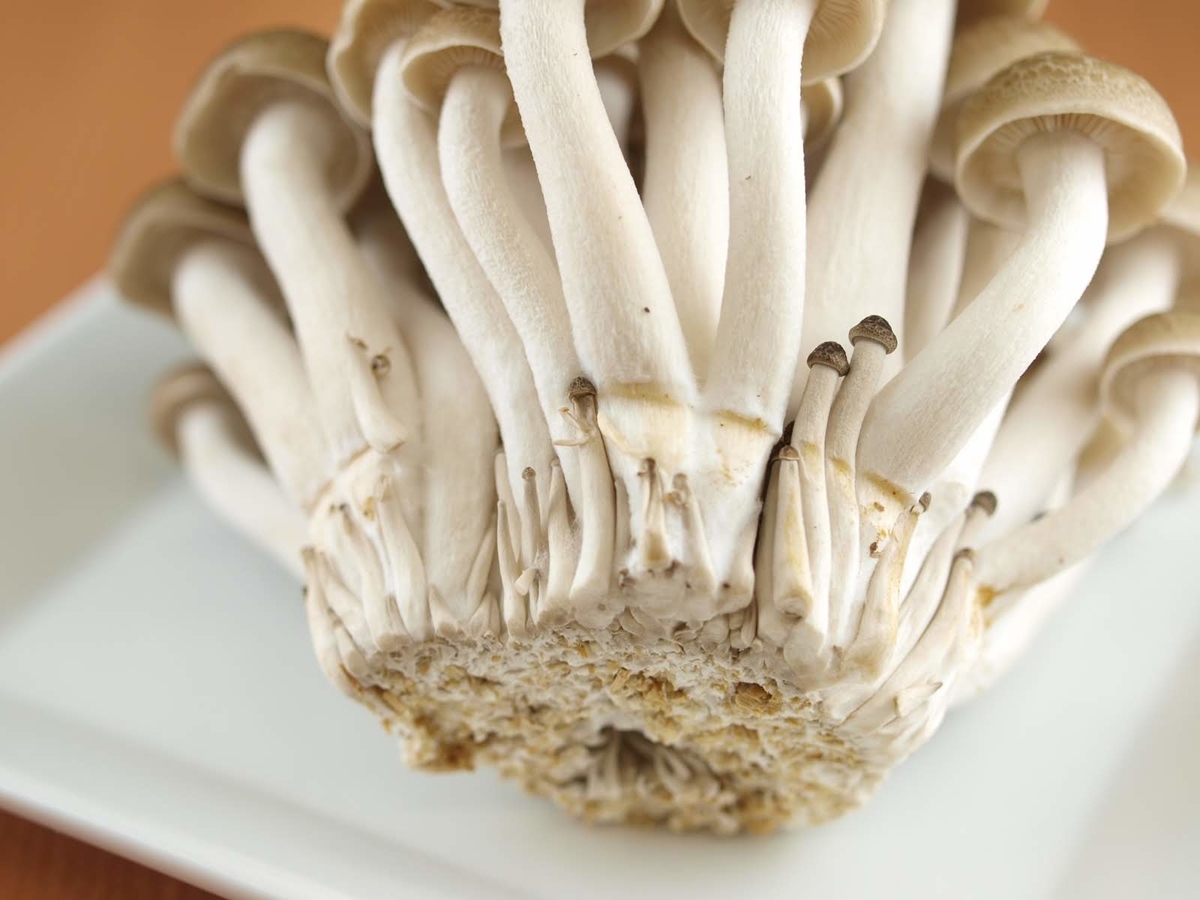 きのこは洗う？洗わない？よーこ先生食生活迷子＆料理苦手を救うプロ