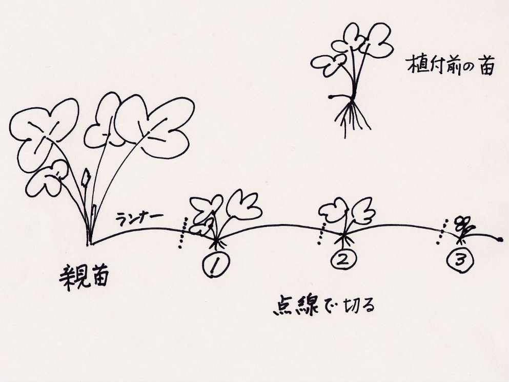 イチゴ苗の増やし方、ランナー子株を植え替えプリメロ菜園通信