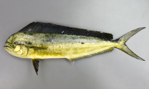 鱪 しいら のさばき方 - How to filet Common Dolphinfish -日本さばけるプロジェクト 海と日本プロジェクト-YouTube