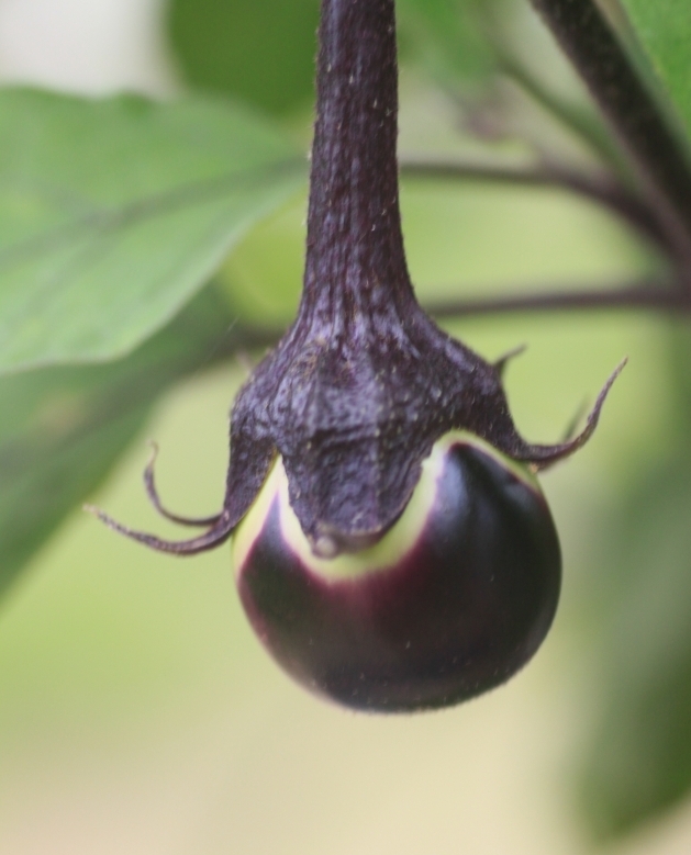 なすは栄養がないって本当？２つのポリフェノール「ナスニン」、「クロロゲン酸」の効能効果がすごい！ONIGO通信スーパー価格で、すぐ届く。ONIGO