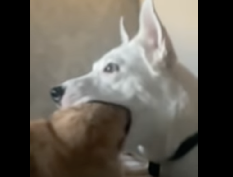 小動物を見て食べちゃいたい と思う衝動ありませんか？実は名前がついてるらぬら次郎@お仕事募集 さんのマンガツイコミ 仮