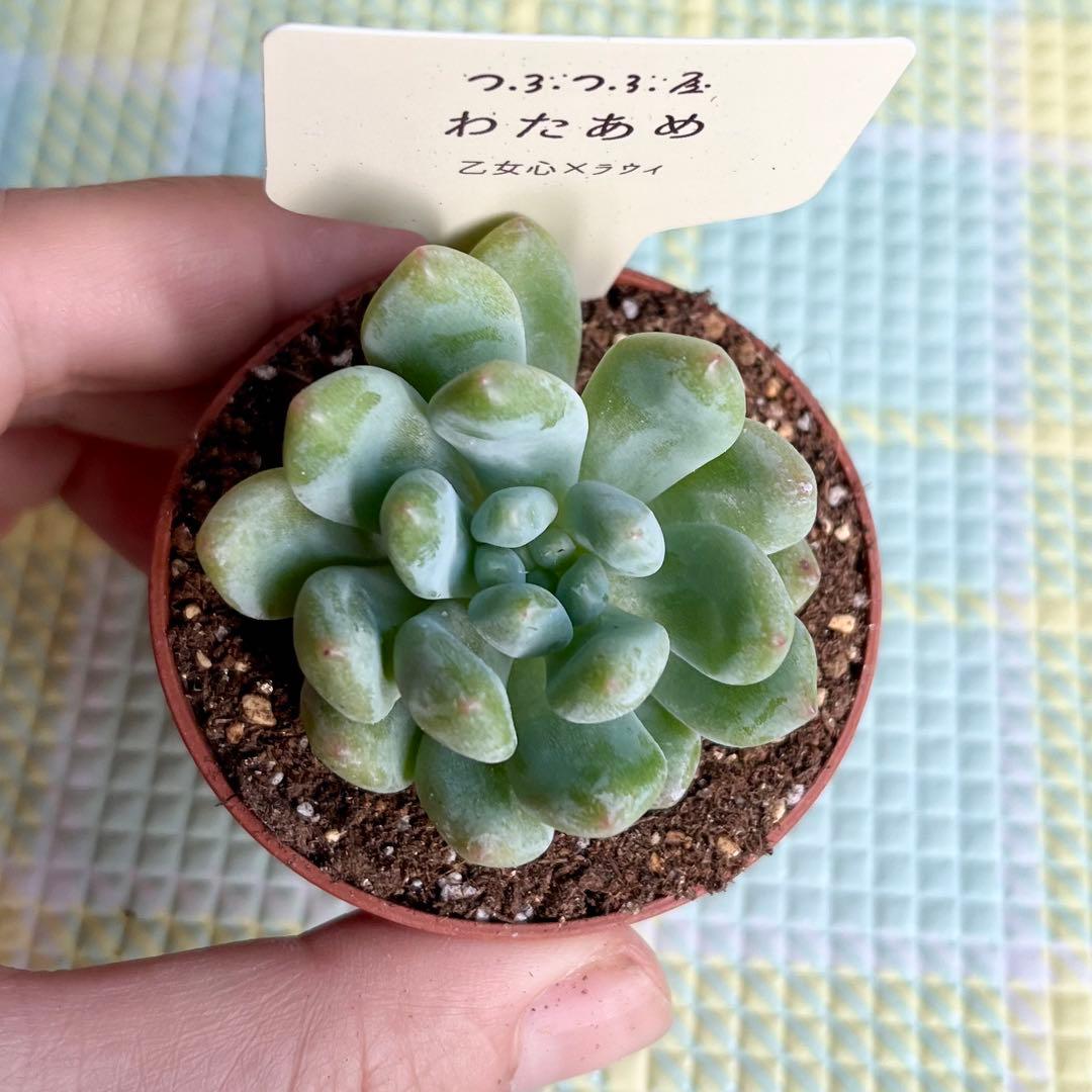 トリミングサロンアラモードお花茶屋店 - トリミングサロンアラモードお花茶屋店 トリマー 増田 ポメラニアン ココちゃん わたあめカットでふわふわになったココちゃん😊ポメラニアンの毛質を活かしたカットスタイルで可愛さ倍増です💕 またのご来店お待ちしております