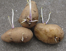 芽が出たじゃがいもは捨てるべき？どうしたら食べられる？デリッシュキッチン