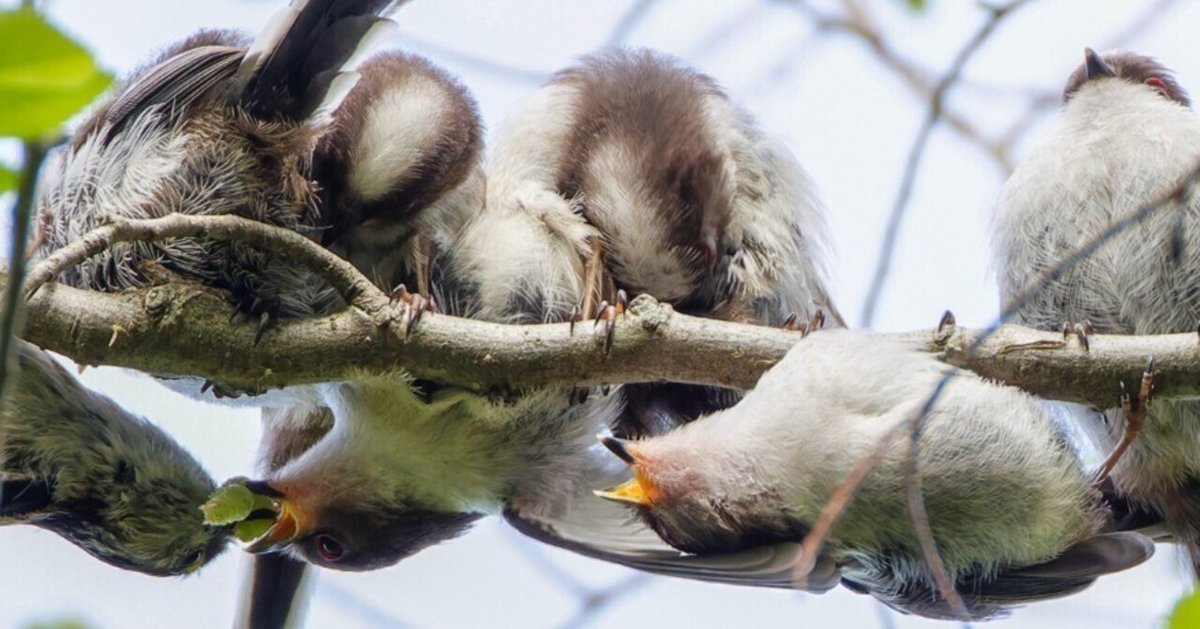 エナガのひな団子 by スローガバナーID：12345142- 写真共有サイト:PHOTOHITO