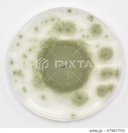 「食べ物とカビの関係を知ろう！カビバスターズ東海が解説するカビと食品の注意点」ブログカビ取りならカビバスターズ東海