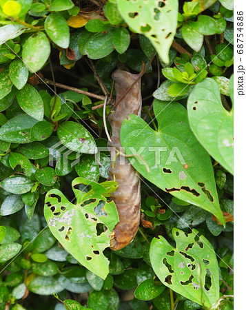 山芋葉と大豆の醤油漬け