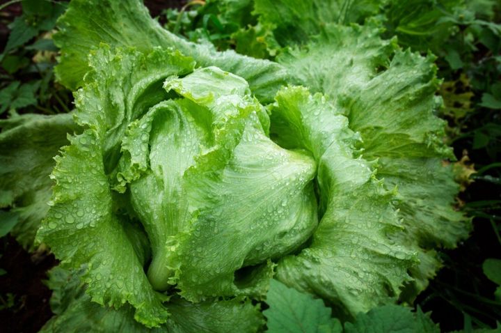 お弁当にチャーハンはダメ？前日の作り置きも危険なの？ライフアップトピックス