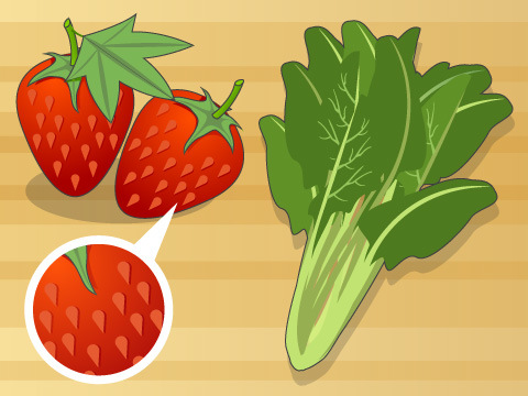 京成バラ園にバラ科の果実、“いちご”の収穫が楽しめる新施設が誕生「オズの国のストロベリーハント」2021年12月22日- エキサイトニュース