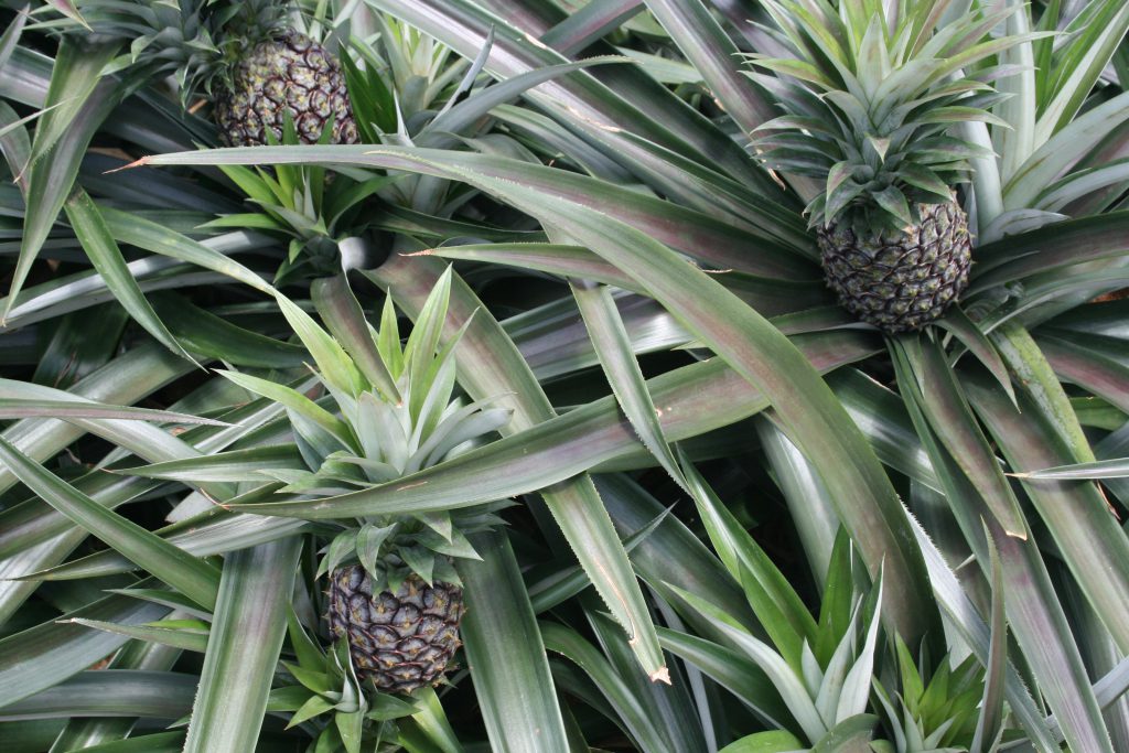 美ら島沖縄県の特産品“ボゴールパイン”のご紹介全農食品オンラインショップ