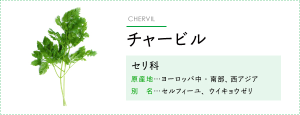 チャービル・イタリアンパセリの種蒔きわいわいblog