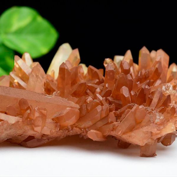 タンジェリン オレンジ の種 - マルシェ青空