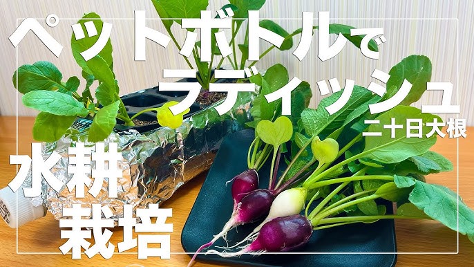 家庭菜園での水耕栽培の始め方と楽しみ方🌱