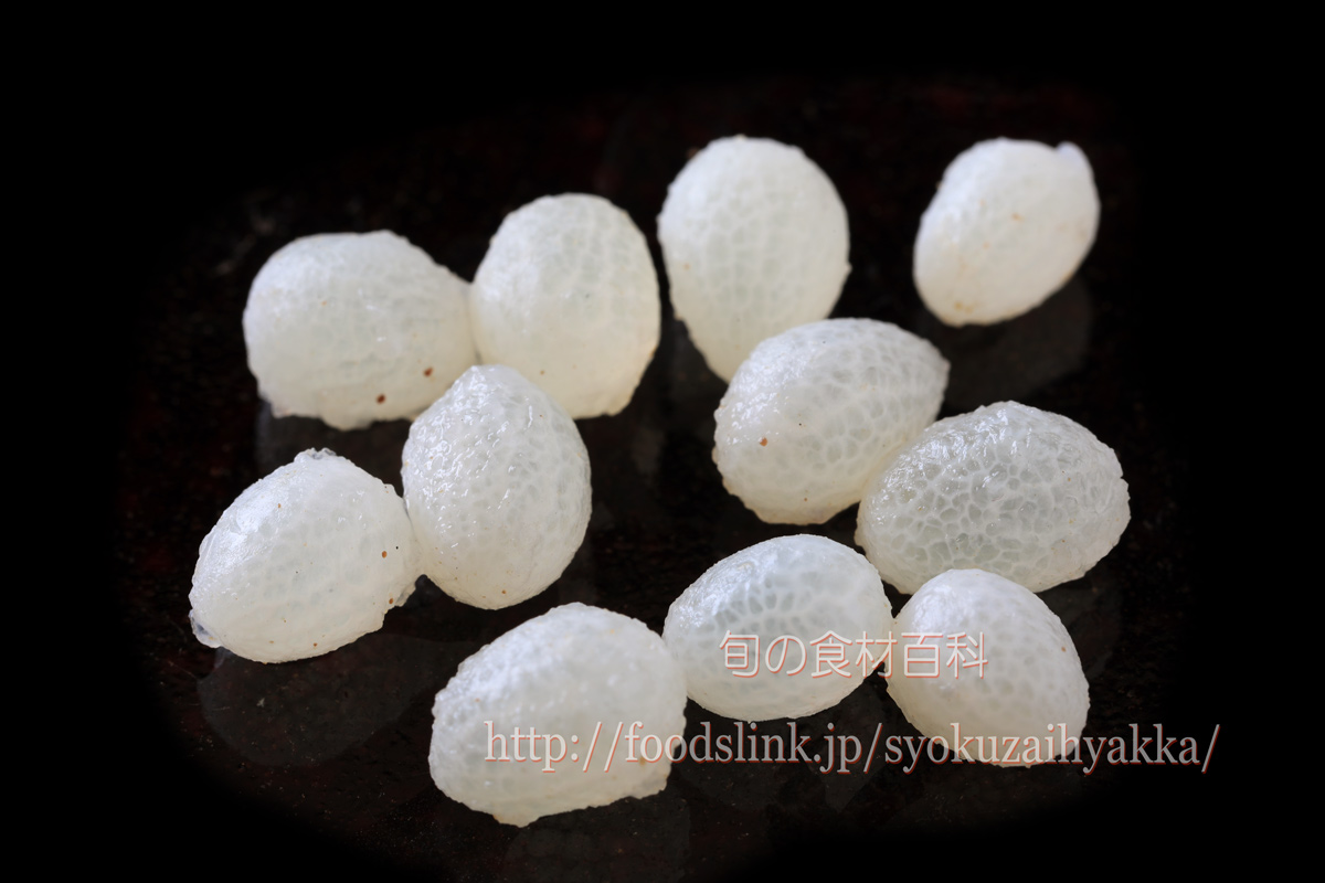 神秘的なイカの卵沖縄 恩納村 万座 ダイビング 9 13GORILLA HOUSE