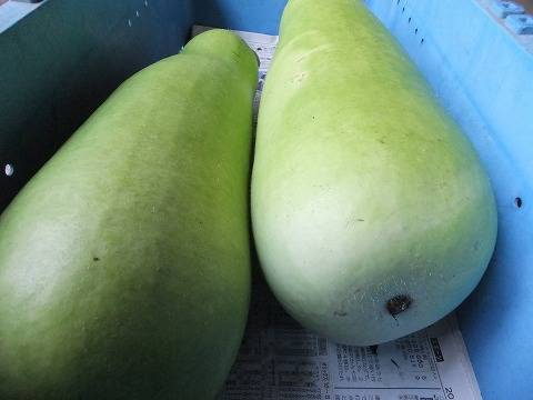 夕顔の一番美味しい食べ方