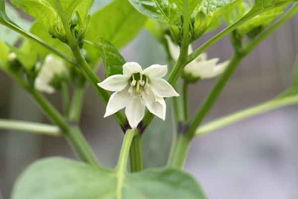 ピーマンCapsicum annuum l. 'grossum'かぎけん花図鑑