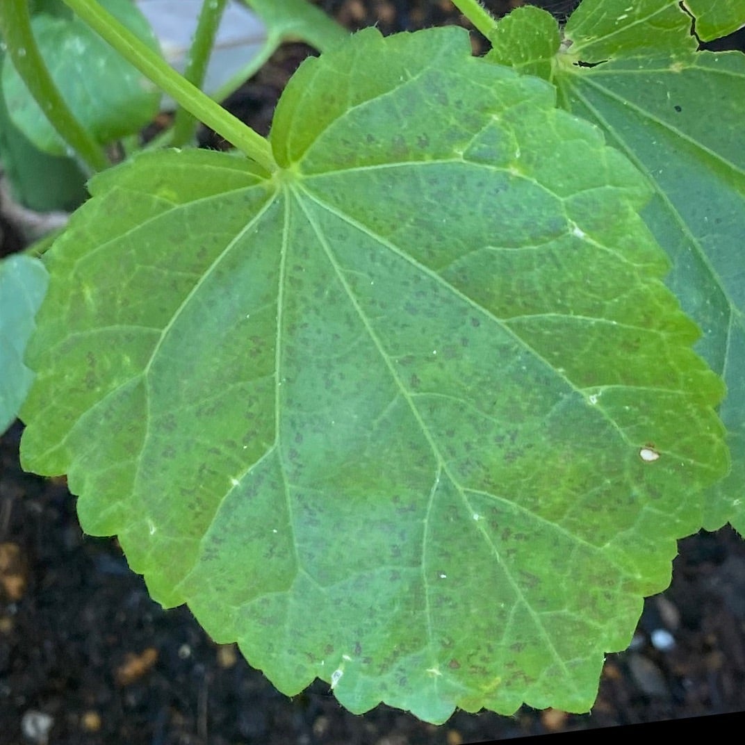 オクラ おくら の育て方・栽培方法野菜の育て方・栽培方法