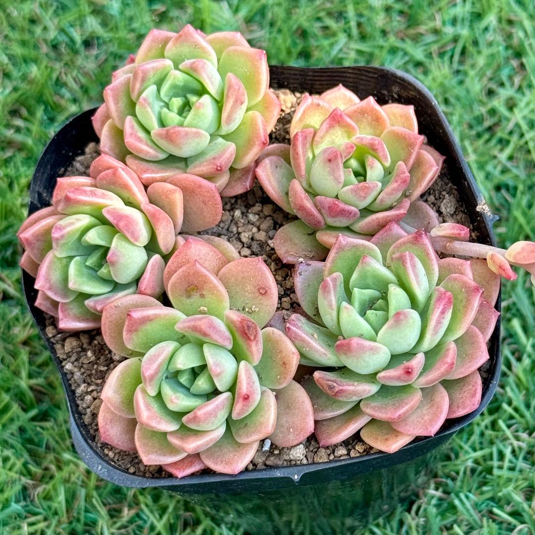 多肉植物 マッコス カット苗 2本