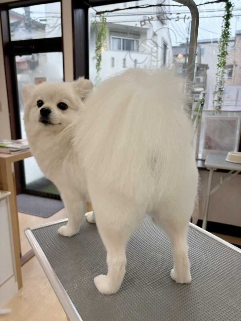 わたあめをトリミングしてるのかと思ったらトイプードルだった 動画Toy Poodle Lifeトイプードルライフ