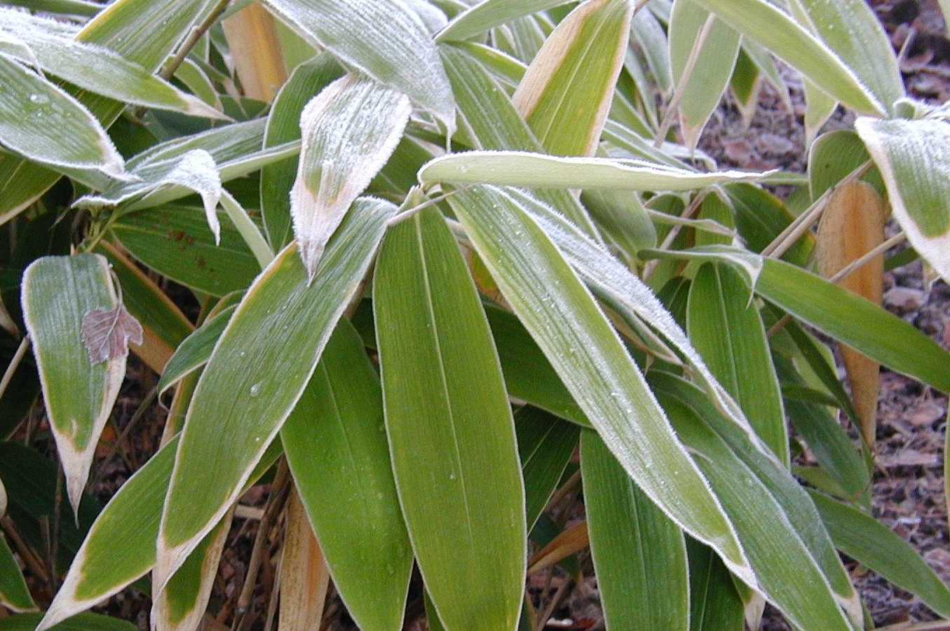 笹だんごパン！食べてみました *^^*吉原ブログ新潟 ホームページ制作・Webプロモーション会社 ZANMAI新潟ホームページ制作 ZANMAIホームページ修正・更新代行