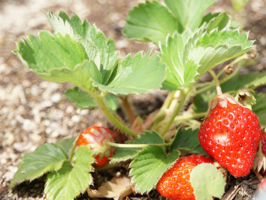 タキイのイチゴ栽培マニュアル野菜栽培マニュアル調べるタキイ種苗株式会社