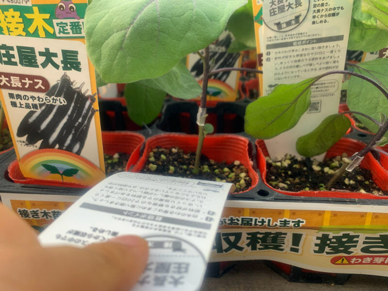 スイスチャード フダンソウ の水やり頻度や時間帯は？野菜の育て方・栽培方法