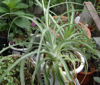 姫パインのインテリア実例RoomClip ルームクリップ