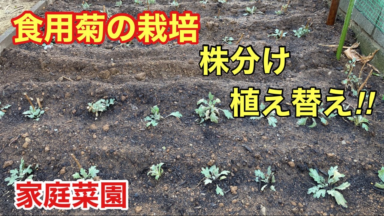 食用菊の移植、ルバーブの株分け、桜開花- 切り撮りLittle Garden
