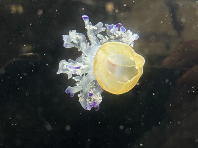 サムクラゲPhacellophora camtschatica– KURAGES