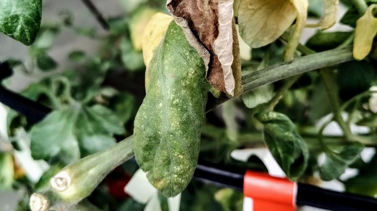 画像付き トマトの葉が白い斑点や色抜け・黄色くなった時の原因と対処方法 ハダニ編