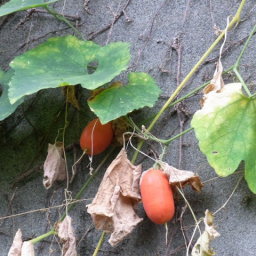 カラスウリが美味しそうだったんで味見した東京でとって食べる生活