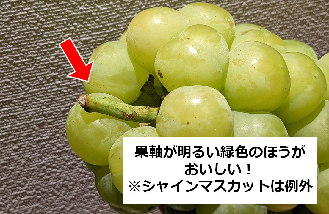 シャインマスカット １房１房約800ｇ以上MINOKAMI Verger