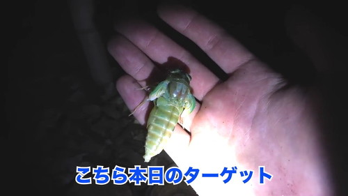セミが羽化してる最中は触ったらあかん！そっとしておくのがヨイ！～交野いきもの図鑑No.9～ : 交野タイムズ