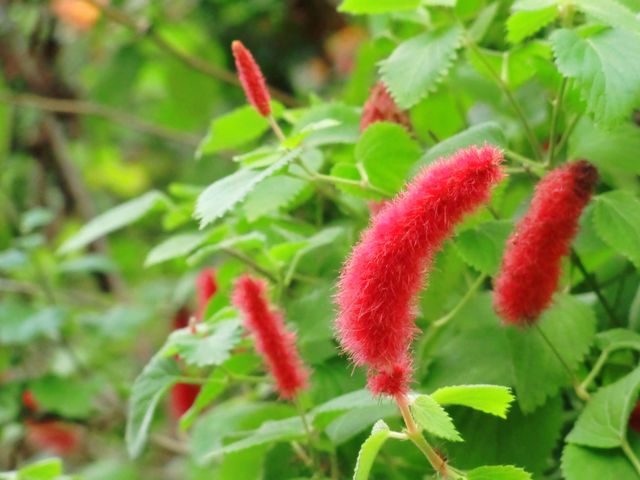 アカリファKOSUGIブログ小杉造園株式会社 東京 世田谷
