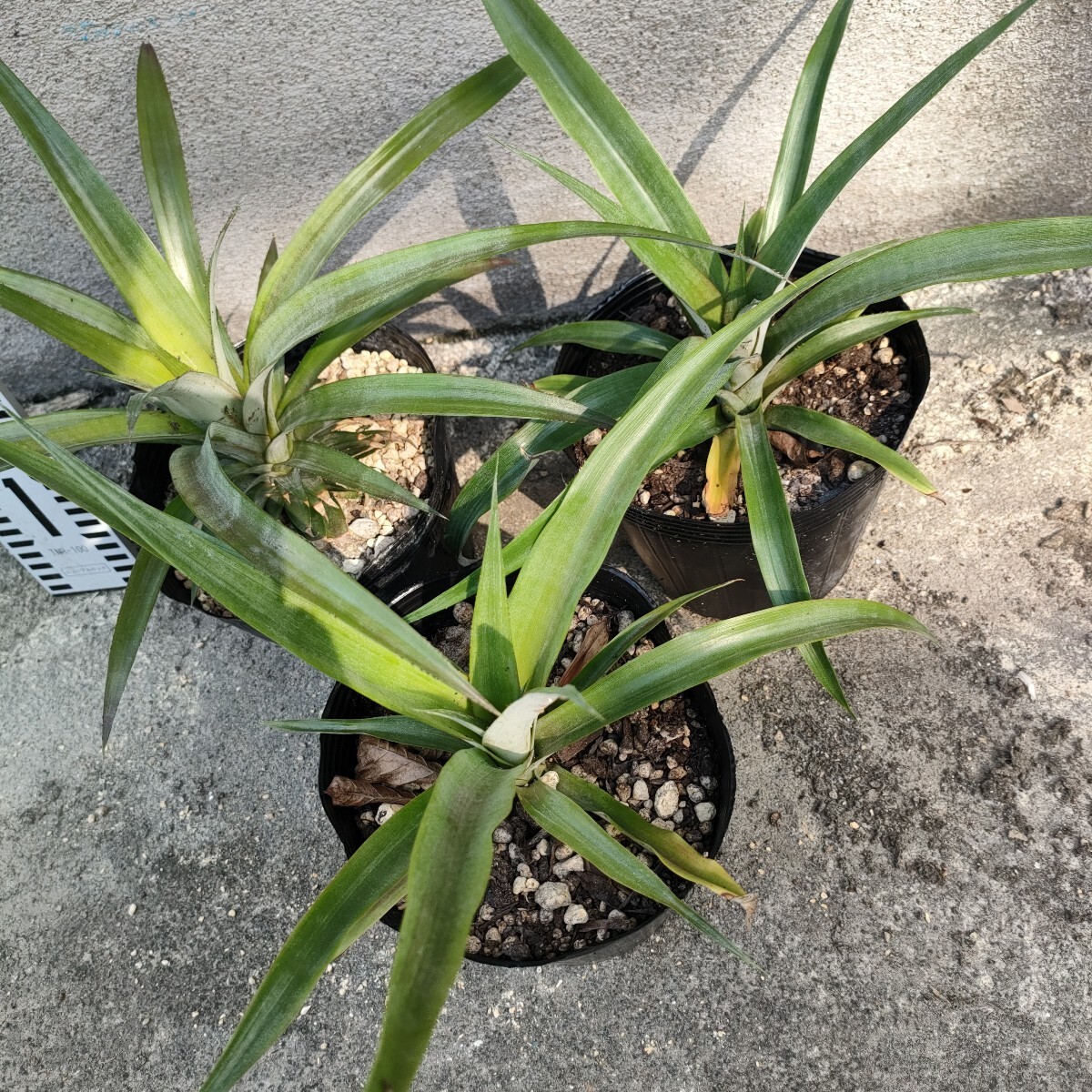 台湾パイナップルとパイナップルの様子 7月4日はやて号の栽培雑記