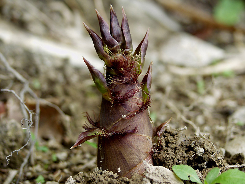 5月中旬〜旬の淡竹 ハチク ←細長いタケノコみたいなの, たけのこほどアクがなくて、, 簡単な下茹でだけで🆗, 毎年、実家駐車場付近に,大量に生えてくるから, 竹やぶにならないように、, せっせと収穫。, 自然の恵みに感謝感謝🙏, お酒のお供にも最高でした👍,🍒ハチクのにんにくバター醤油炒め,材料 , ハチク鍋半分くらい, 鷹の爪2本, 水鍋いっぱい,