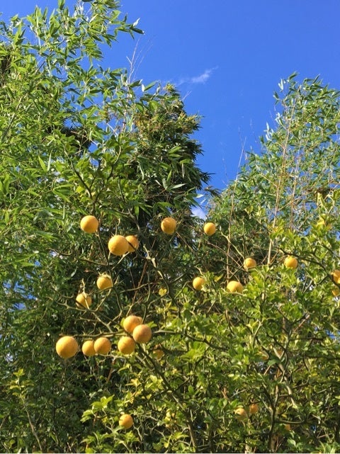 初めましてローゼル仕事。不思議植物のおいしい食べ方。今日、何作った？オレンジページnet