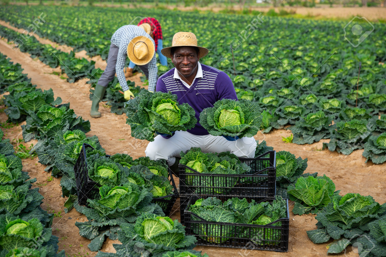 野菜価格乱高下・農家の経営を直撃東日新聞