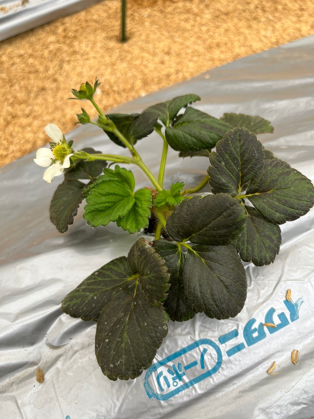 ハダニや葉焼けを受けた苺を回復させる方法！明日は明日の薔薇が咲く