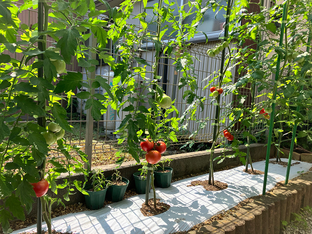 AmazonSTATIN4 トマト支柱 園芸支柱 植物支柱 花支え つる性植物 自由に組み合わせ ガーデニング用 農業用園芸用植物サポートセット支柱