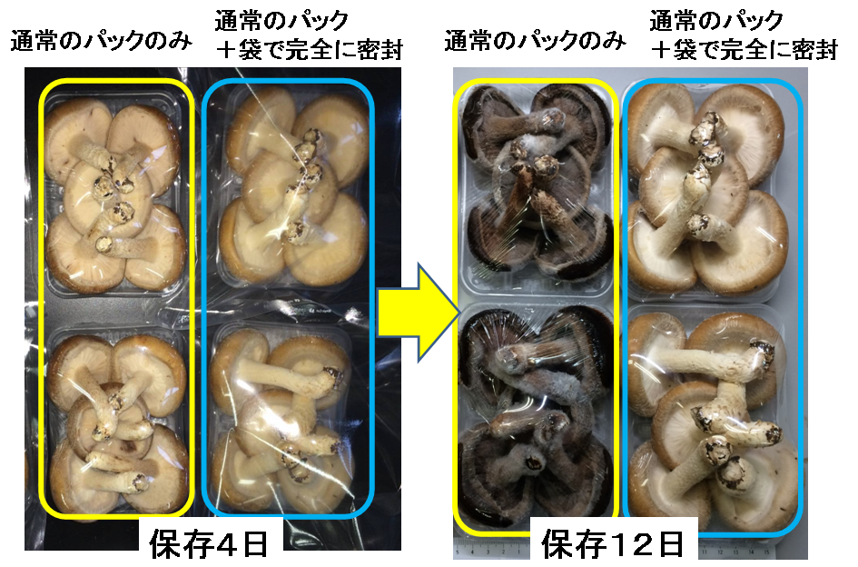 シイタケの鮮度を保つために