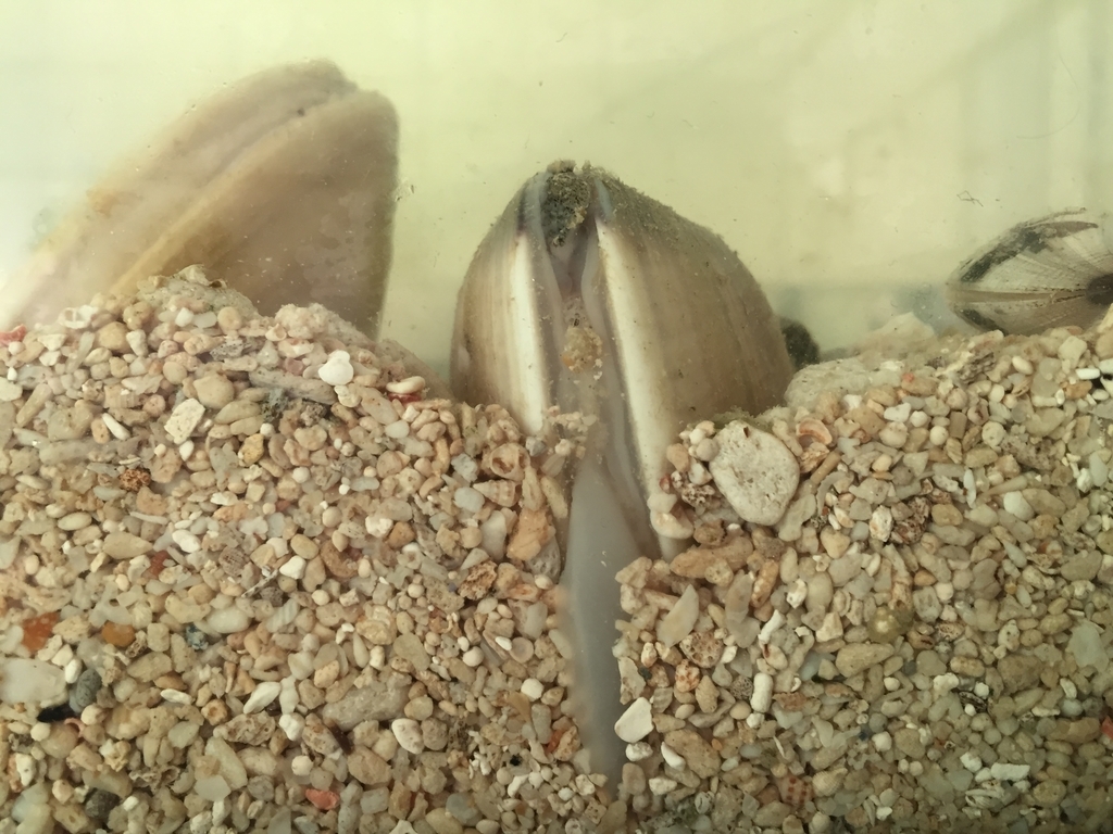 ハマグリ 砂抜き の写真素材89159040- PIXTA