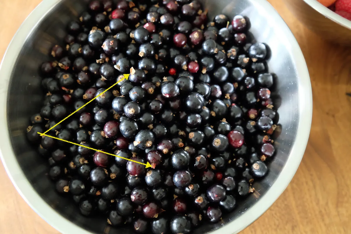 RATIBOR ブラックカラントジャム ヴァレーニエ– victoriashop