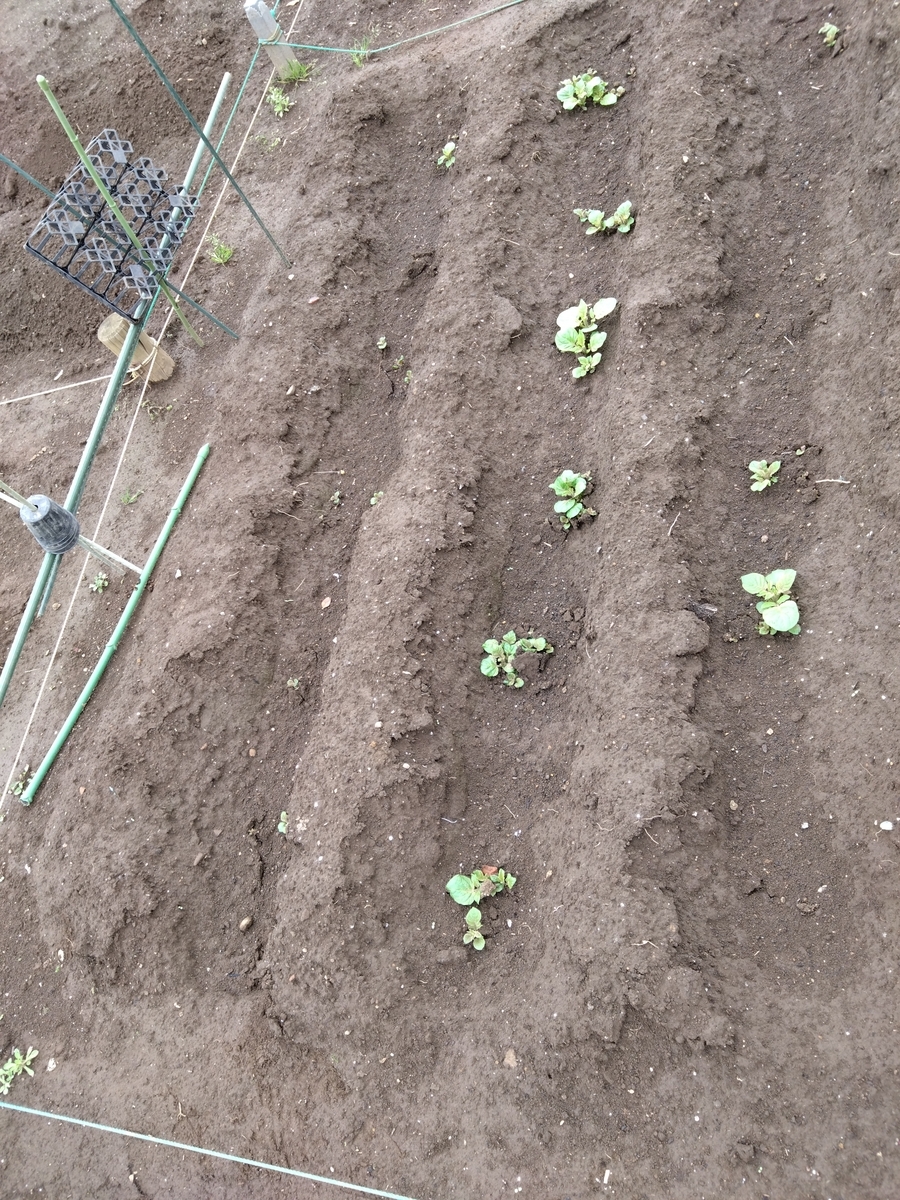 サトイモ」の栽培についていきいき菜園生活 公式 ＪＡ京都 暮らしのなかにＪＡを