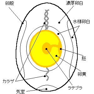 タマゴの部位について