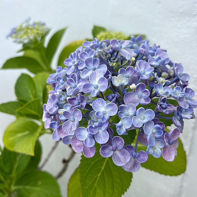 おたふく紫陽花 『ホップコーン』 ブルーすべての商品Junk sweet Garden tef*tef*