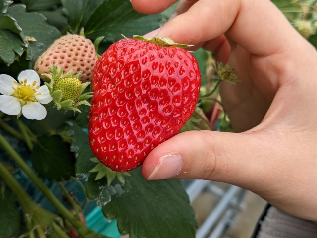 バラの専門家が作る「バラ科のフルーツ・いちご」をショーアップされた装飾空間とストーリーで楽しむ、いちご狩り「オズの国のストロベリーハント」～フローズンストロベリーとドロシーのホットチョコレート～株式会社オフィスミゴトのプレスリリース