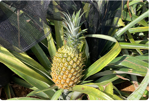 沖縄パイナップルの時期は？パイナップルを食べられる観光スポットもご紹介