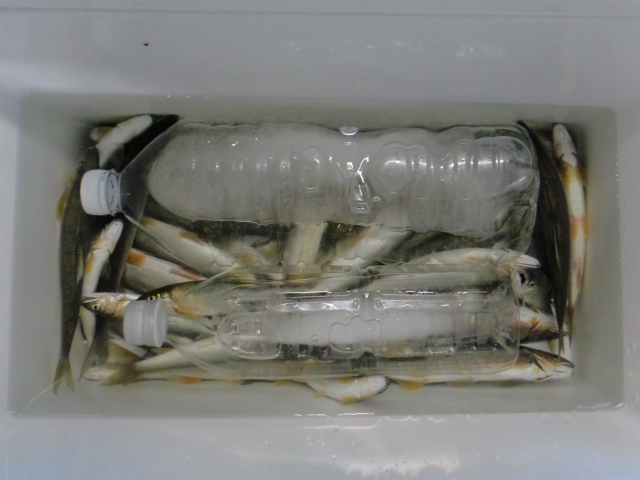 鮎を保存する最強の袋！価格、使い勝手、最高です