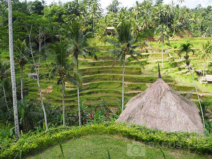 ❤︎ テガラランのライステラス近くで 入ったカフェ☕️ 席からの景色が絶景すぎて 景色が絵画みたい✨ こちらのカフェはこの日がオープンだったみたいで、 偶然入れてラッキーでした😆 残念なことにお店の名前は覚えてません💧 こちらに行ってみたい方は ライステラス