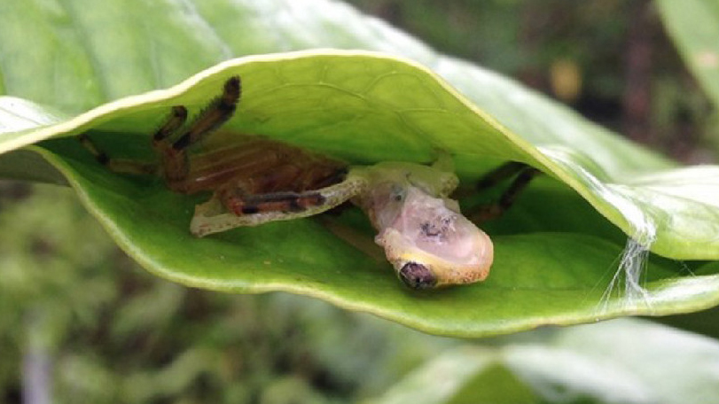 画像ぼかし付アシダカグモとは？ゴキブリを食べる益虫って本当？ アットホーム 住まい・不動産のお役立ち情報＆ツール